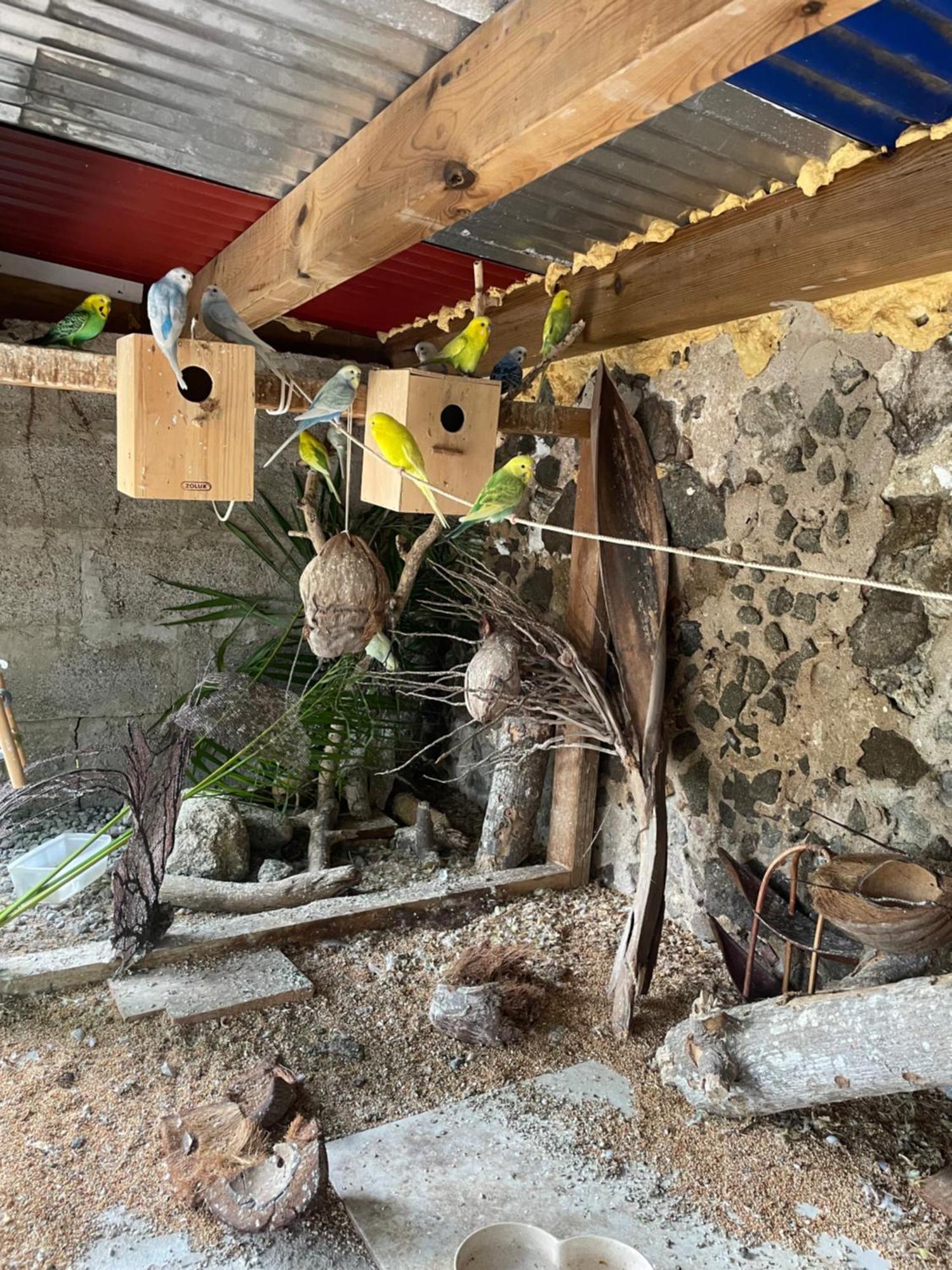Hotel Les Hamacs Aux Saintes Terre-De-Haut Esterno foto